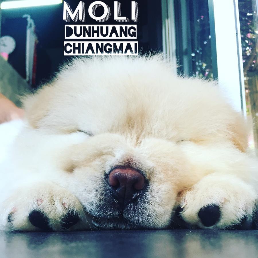 Chiangmai Moli Inn (Adults Only) Čiang Mai Exteriér fotografie