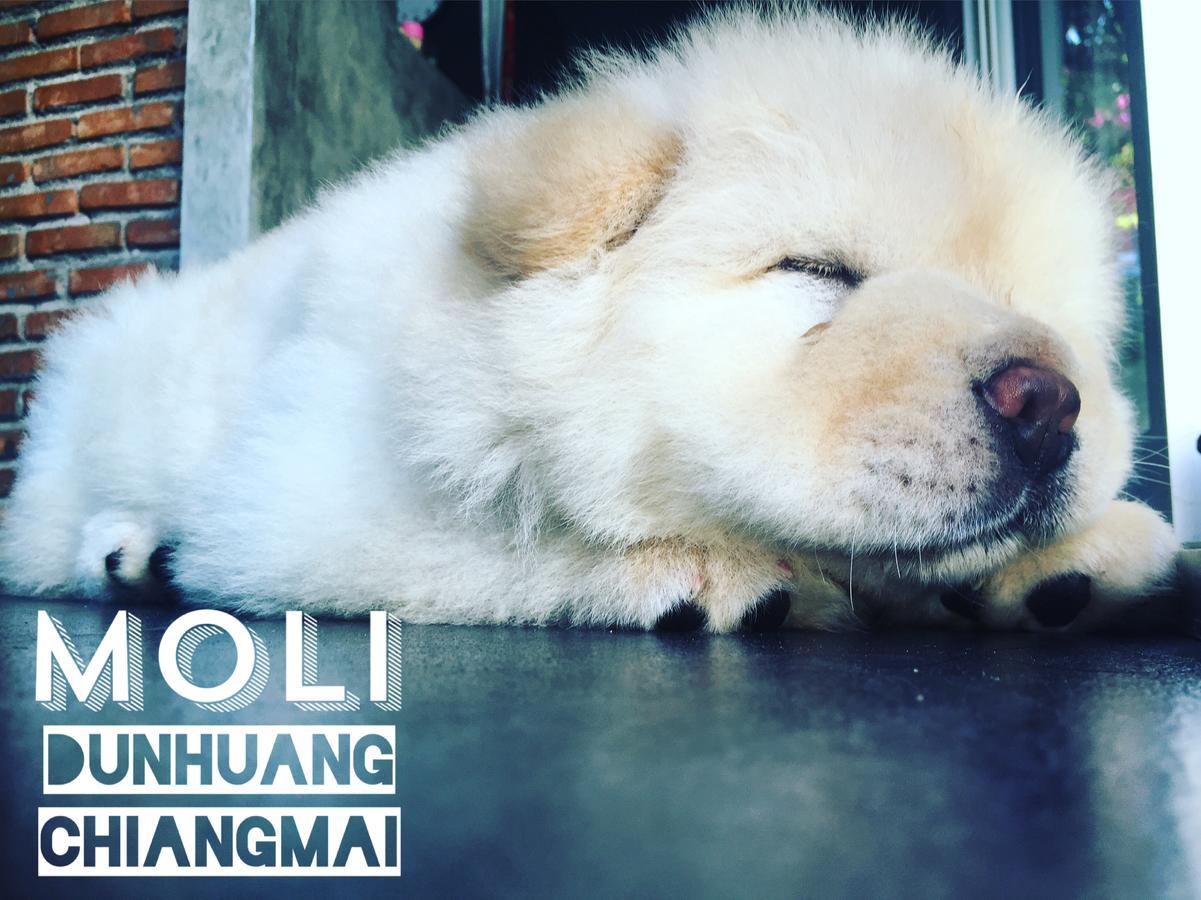 Chiangmai Moli Inn (Adults Only) Čiang Mai Exteriér fotografie